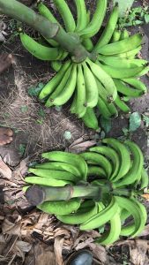 organic plaintain