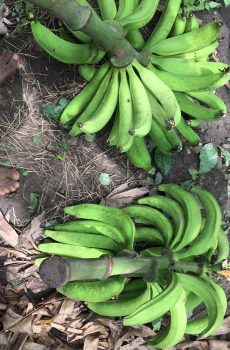 organic plaintain