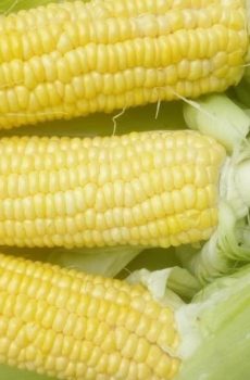 sweet corn
